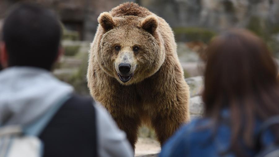 Медведи — википедия. что такое медведи