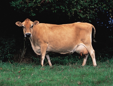 Корова - породы и виды, характеристика, фото с названиями и описанием, внешний вид