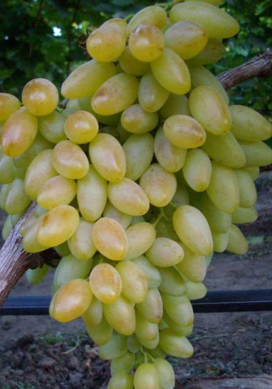 Виноград кишмиш — описание сортов, где растёт, витамины, пищевая ценность