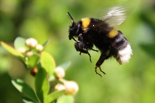 Отличия шмеля и пчелы в интенсивности укуса и последствиях атаки