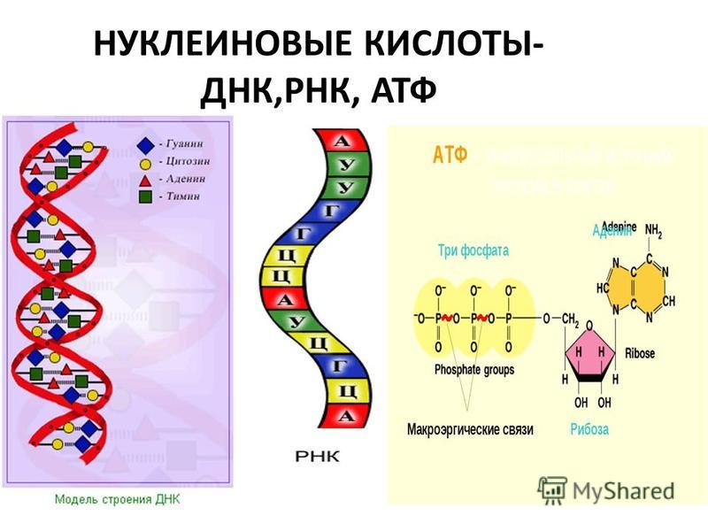 Роль днк и рнк. Строение ДНК РНК АТФ. Структуры ДНК РНК АТФ. ДНК РНК АТФ кратко. Схема нуклеиновые кислоты ДНК И РНК.