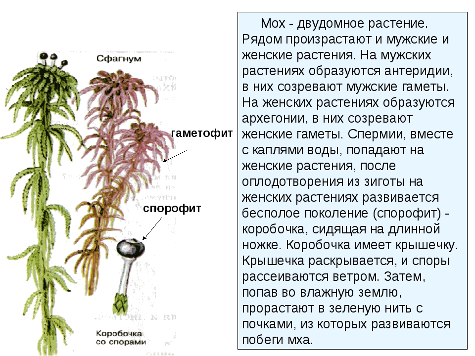 Спорофиты моховидных растений