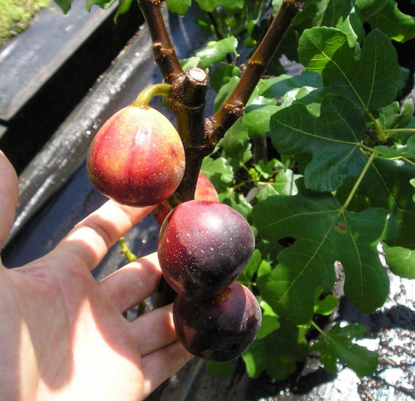 Дерево инжир: условия для роста и полезные свойства фрукта. 130 фото и видео выращивания
