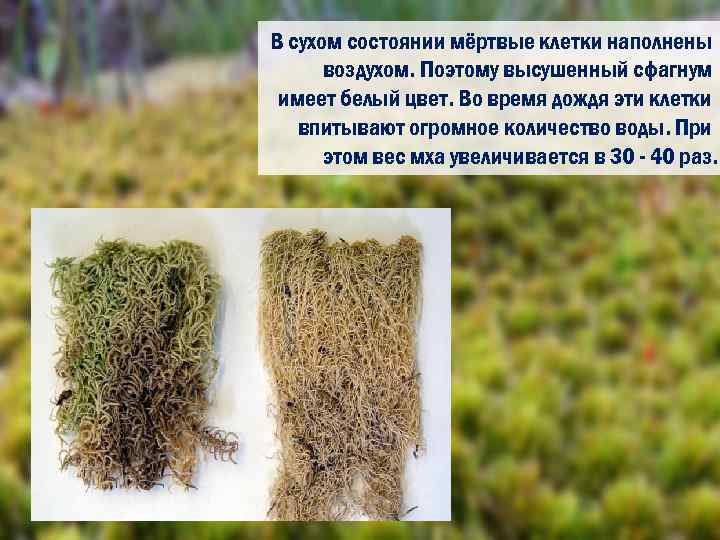 Есть вопрос: что такое мох сфагнум и для чего он нужен? | дела огородные (огород.ru)