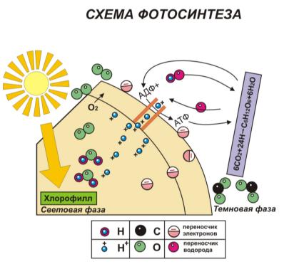 Хемосинтез – уникальный процесс питания бактерий