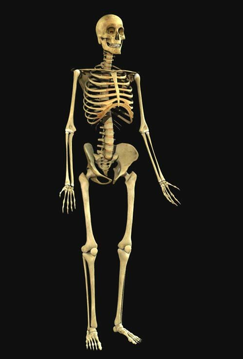 Скелет — википедия. что такое скелет