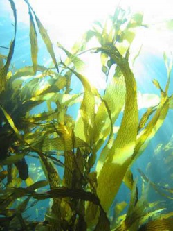 Морская капуста (ламинария) — полезные и вредные свойства