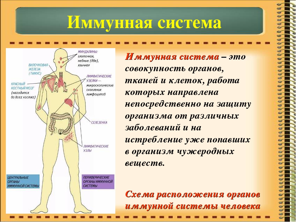 Иммунитет человека: функции, виды и органы иммунной системы