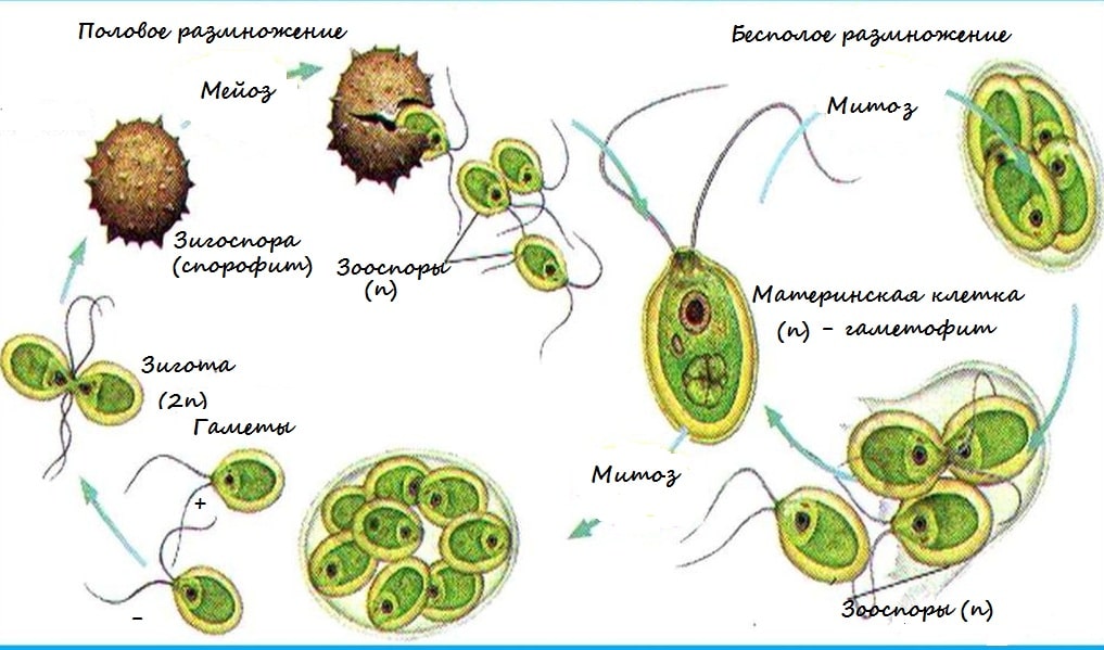 Используя рисунок процесса размножения хламидомонады объясните в чем сущность