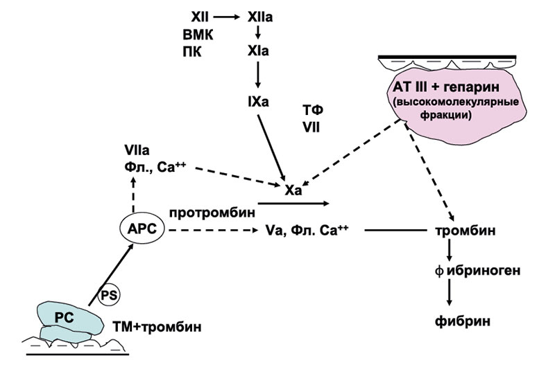 Взаимодействие тромбина с фибриногеном. Система протеина с. Тромбин механизм действия. Протромбин и гепарин. Коагуляции у беременных.