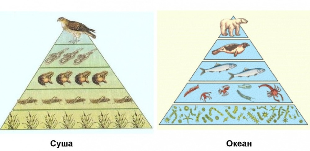 Экологическая пирамида: правило построения, примеры и значение