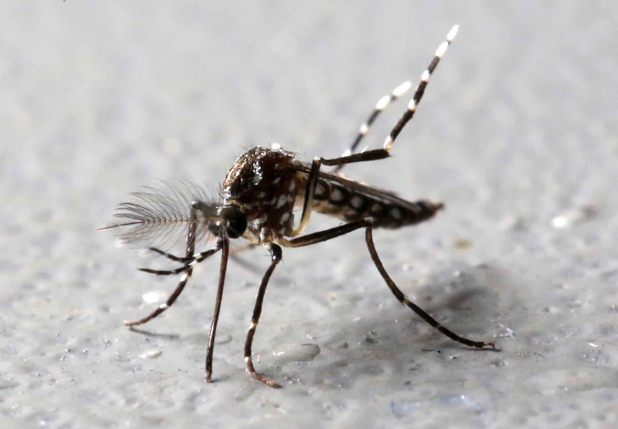 Комар обыкновенный — википедия. что такое комар обыкновенный