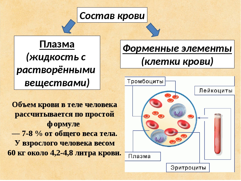 Функция плазмы крови человека. Состав крови плазма и форменные элементы 8 класс. Схема кровь плазма форменные элементы. Компонент крови плазма строение. Кровь: состав. Строение и функции форменных элементов.