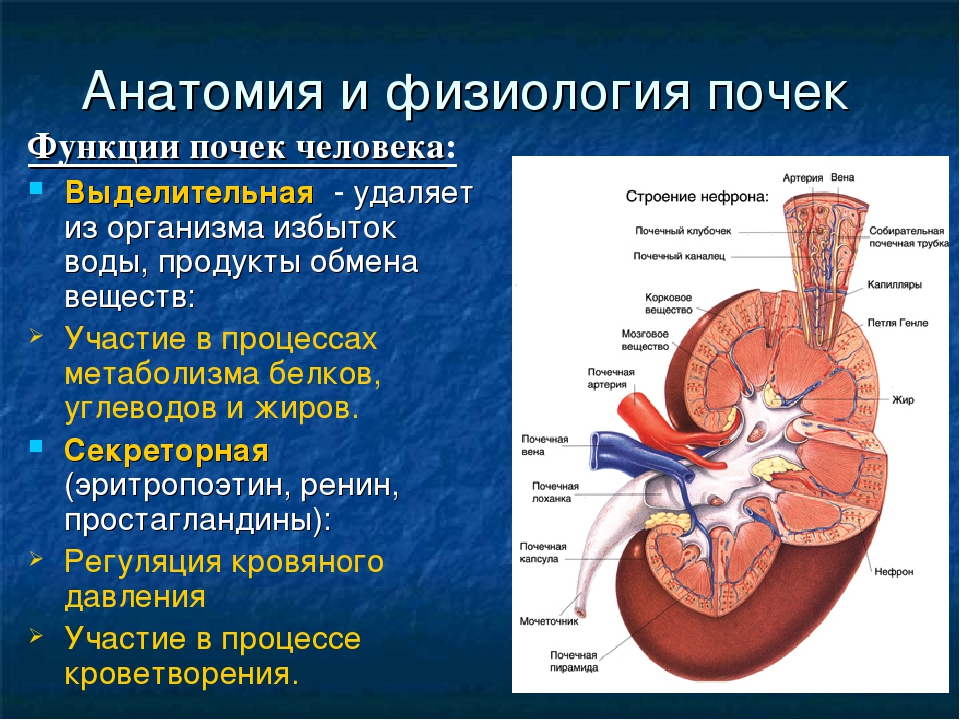 Проект почки человека