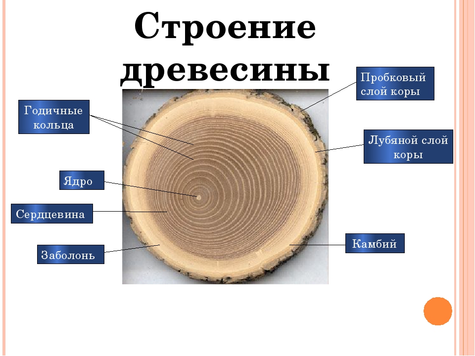 Древесина — википедия. что такое древесина
