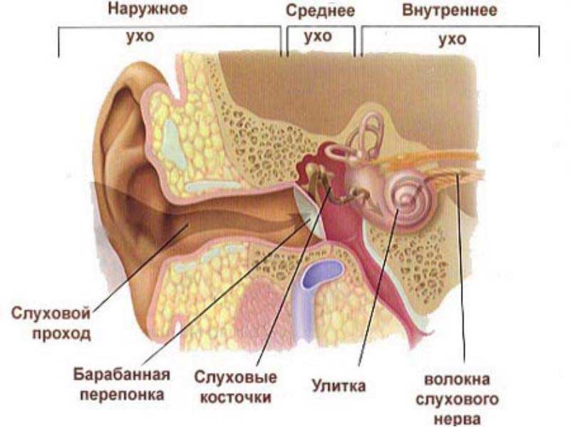 Слух — большая медицинская энциклопедия