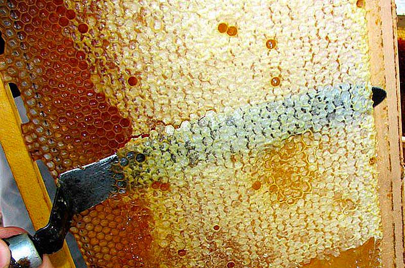Пчелиный забрус: лечебные свойства, приготовление, применение польза