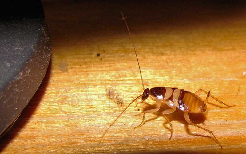 Тараканы: обзор видов, что они едят, как избавиться от тараканов