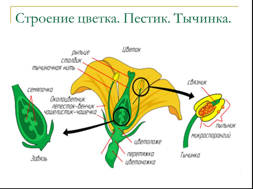 Тычинка и пестик. строение цветка: схема :: syl.ru