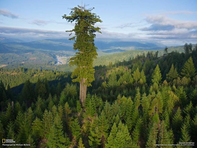 Гигантская вечнозеленая секвойя – самое большое дерево в мире